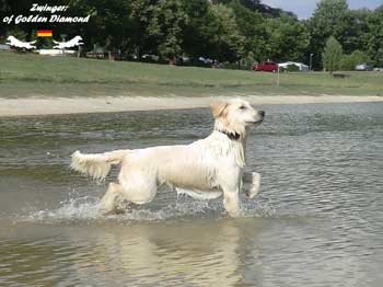 Wenn auch Ihr Hund das Wasser liebt, wie unsere Golden Retriever Hündin Dolli, dann ist er oder sie bei uns genau richtig. 